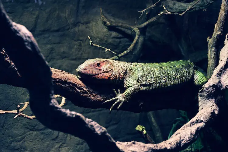 Caiman Lizard