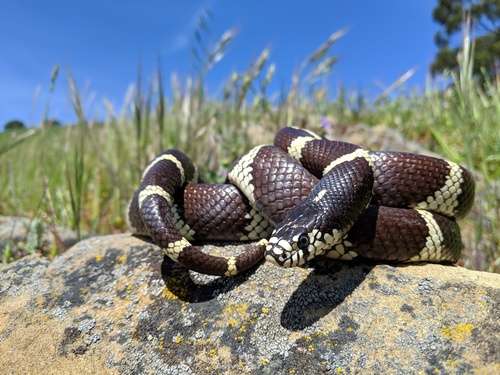 California Kingsnake