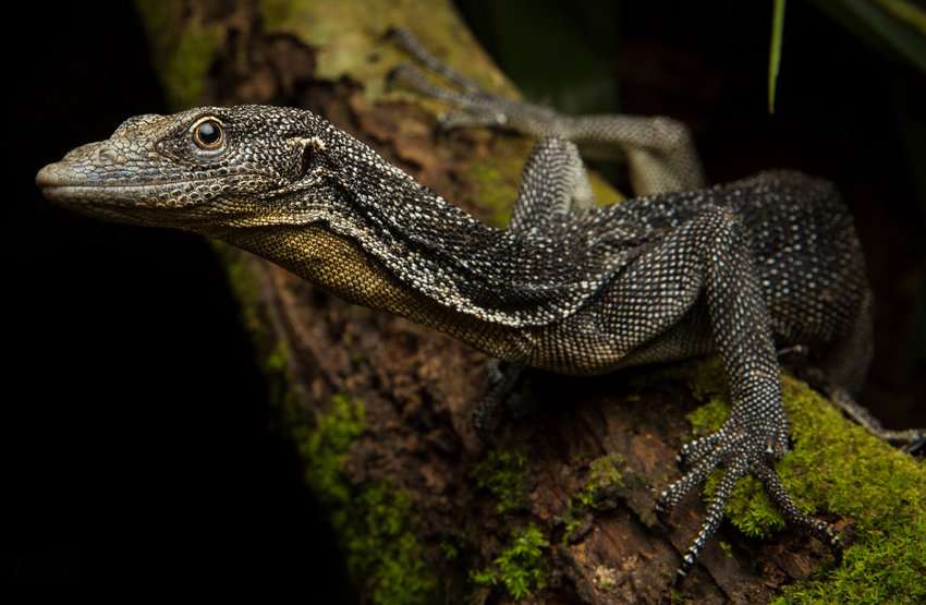 Canopy Goanna Monitor