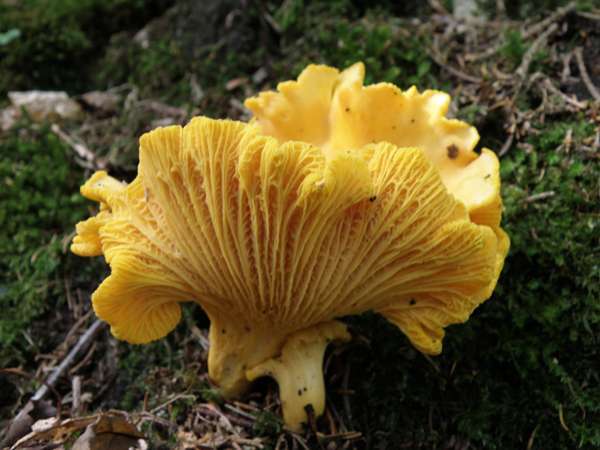 Cantharellus cibarius