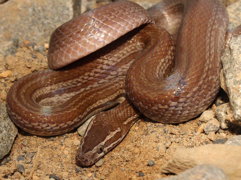 Cape House Snake