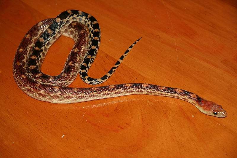 Cape Gopher Snake
