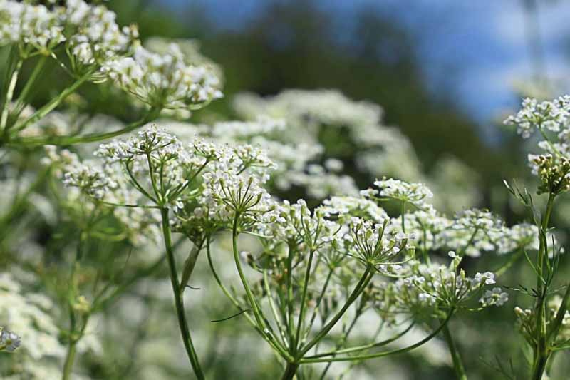Caraway