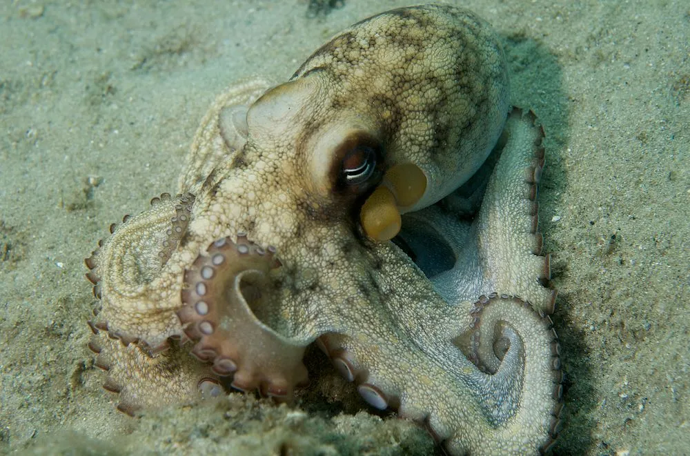Caribbean Reef Octopus