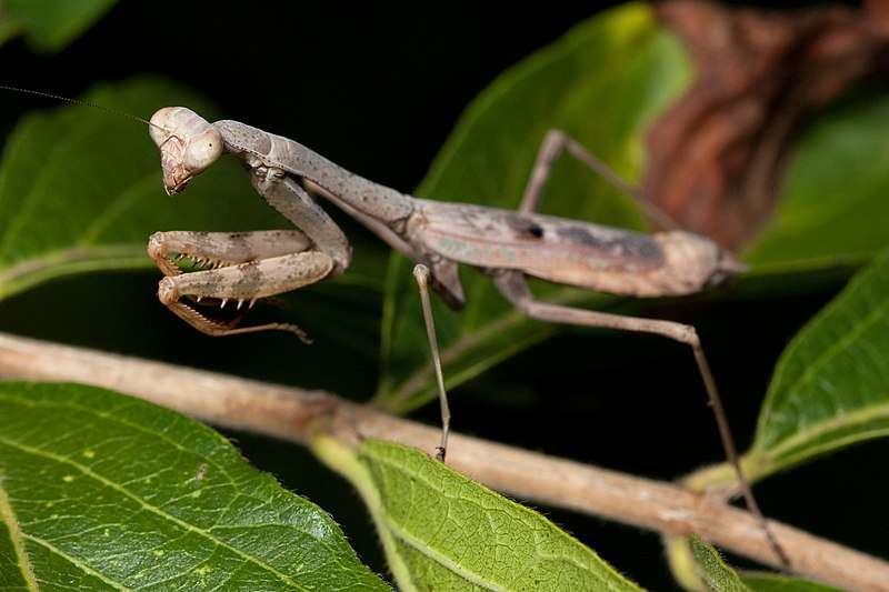 Carolina Mantis