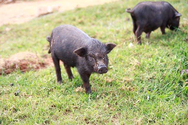 Carried-under-arm Pig