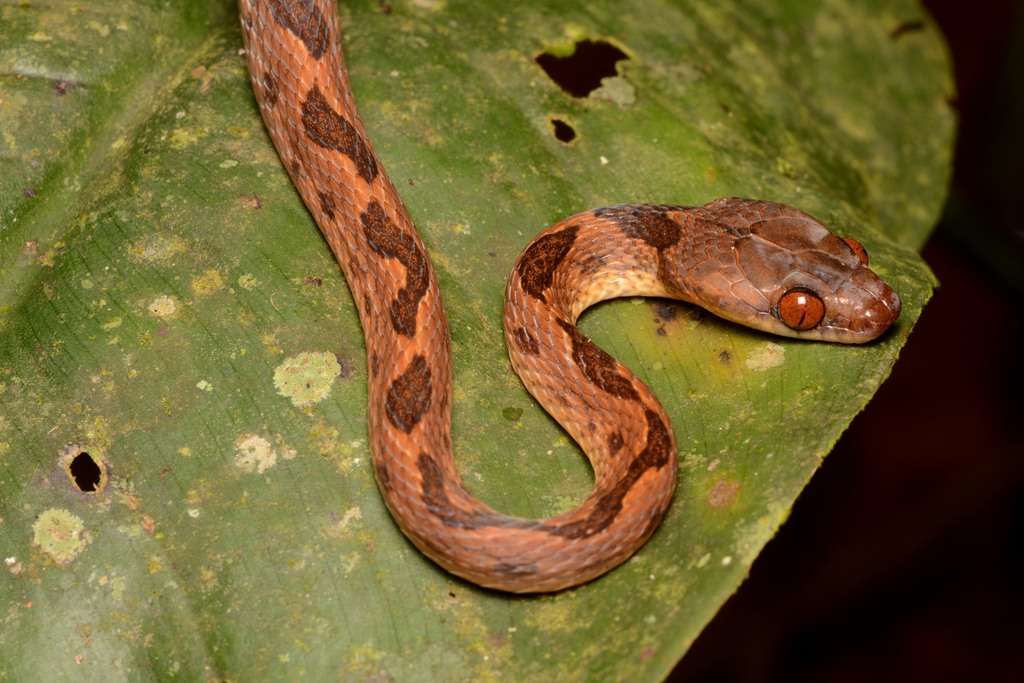 Cat Eyed Snake