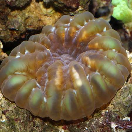 Cat's Eye Coral