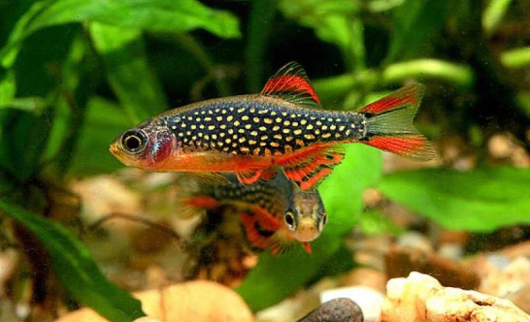 Celestial Pearl Danio