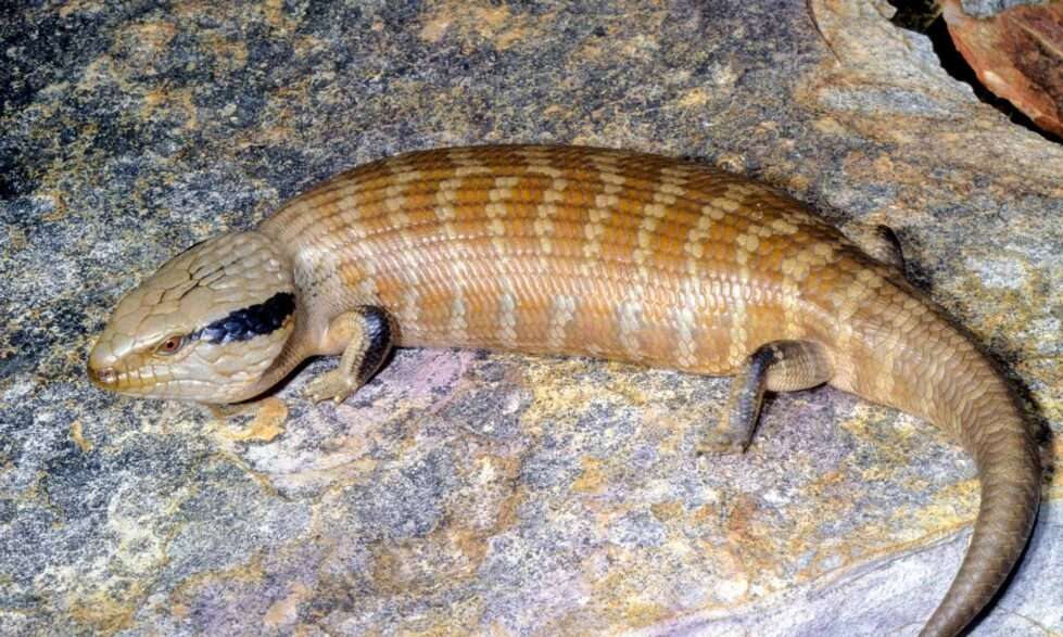 Central Blue Tongue Skink