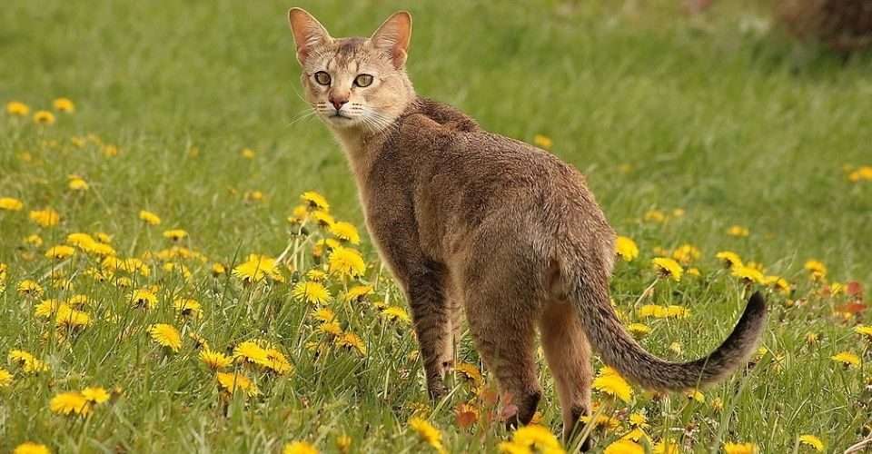 Chausie Cat