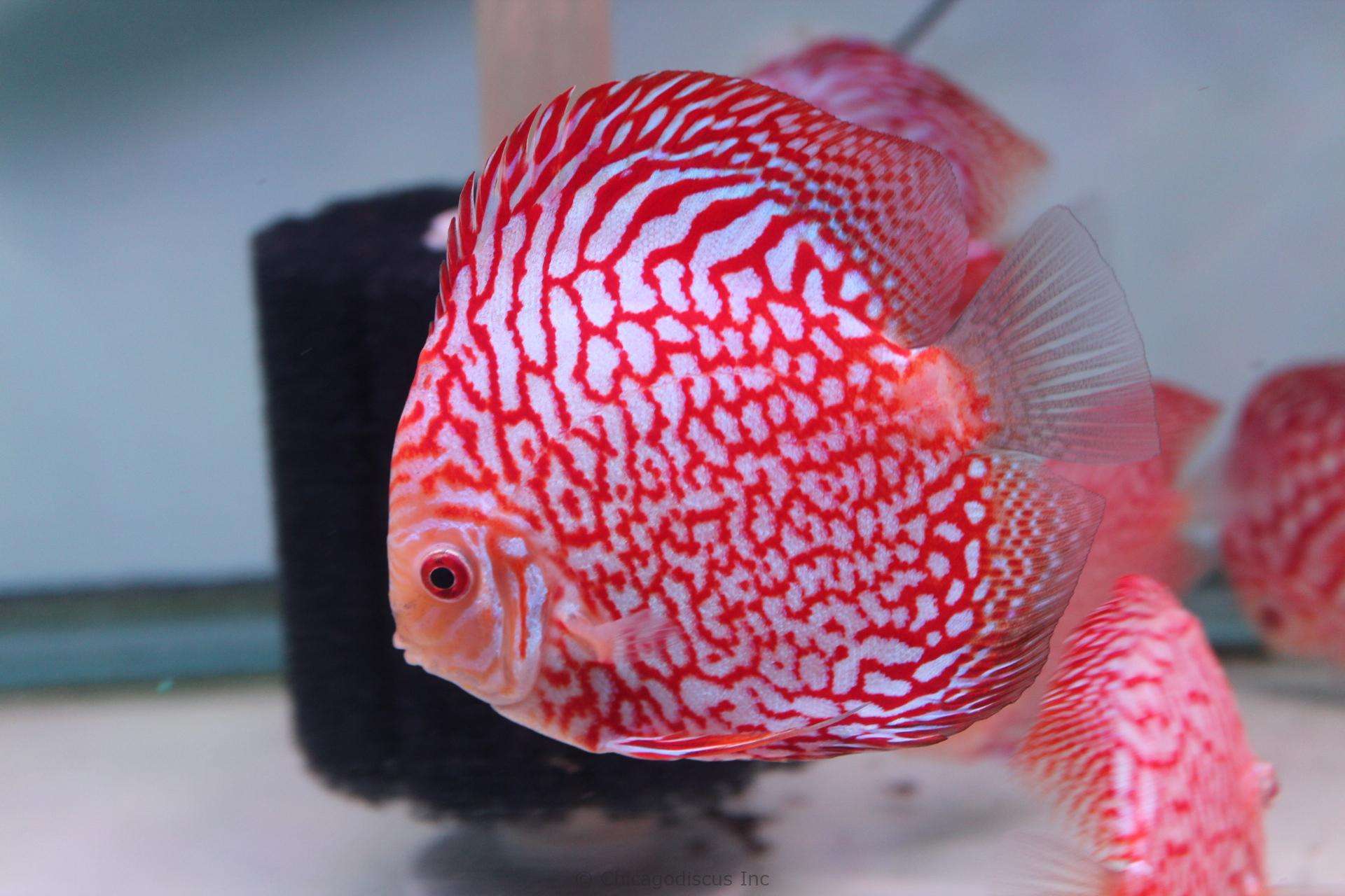 Checkerboard Discus
