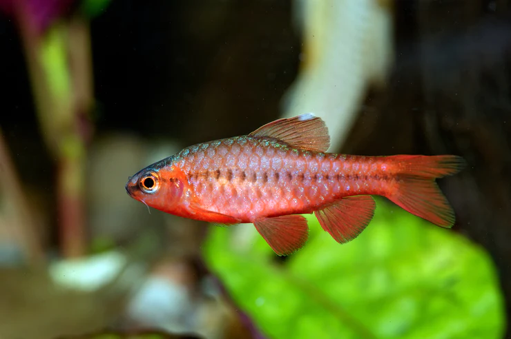 Cherry Barbs