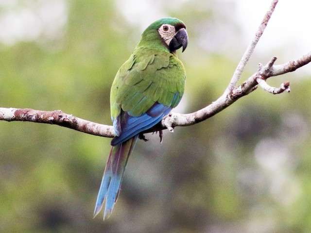 Chestnut-Fronted Macaw