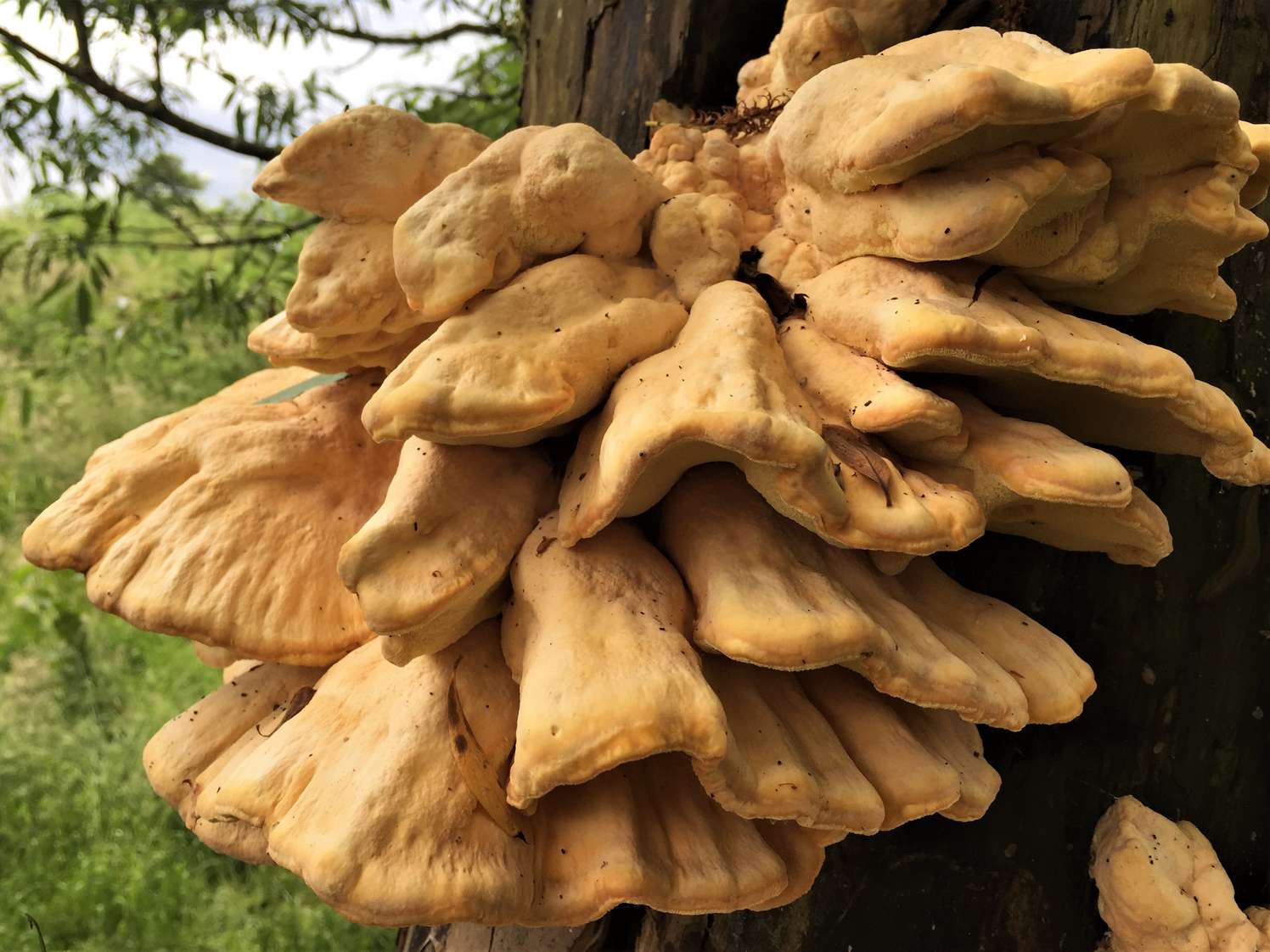 Chicken Of The Woods