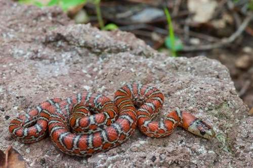 Chihuahua Kingsnake
