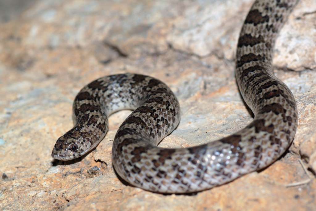 Chihuahuan Hook Nosed Snake