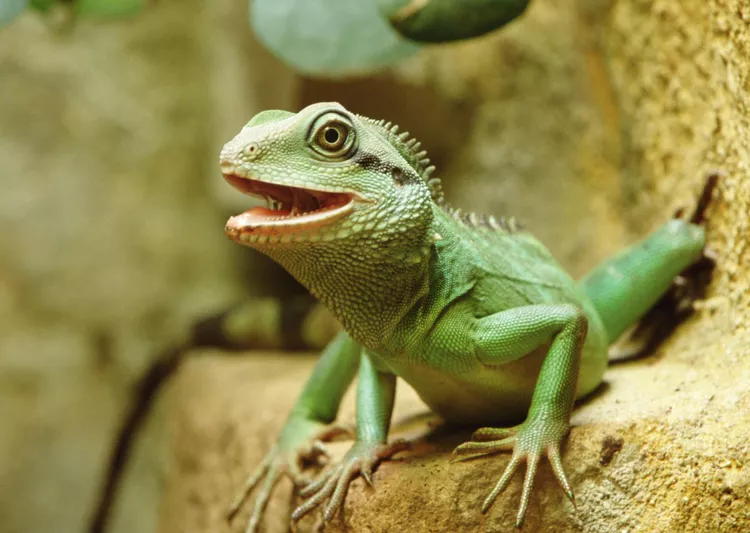 Chinese Water Dragon
