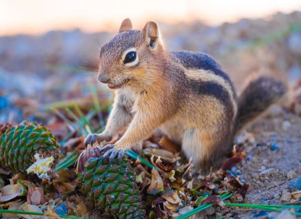 Chipmunks
