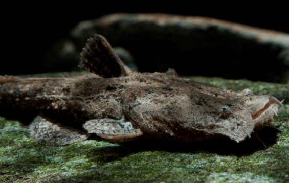 Chocolate Frogmouth Catfish