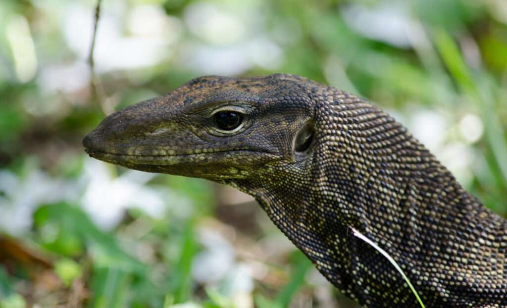 Clouded Monitor