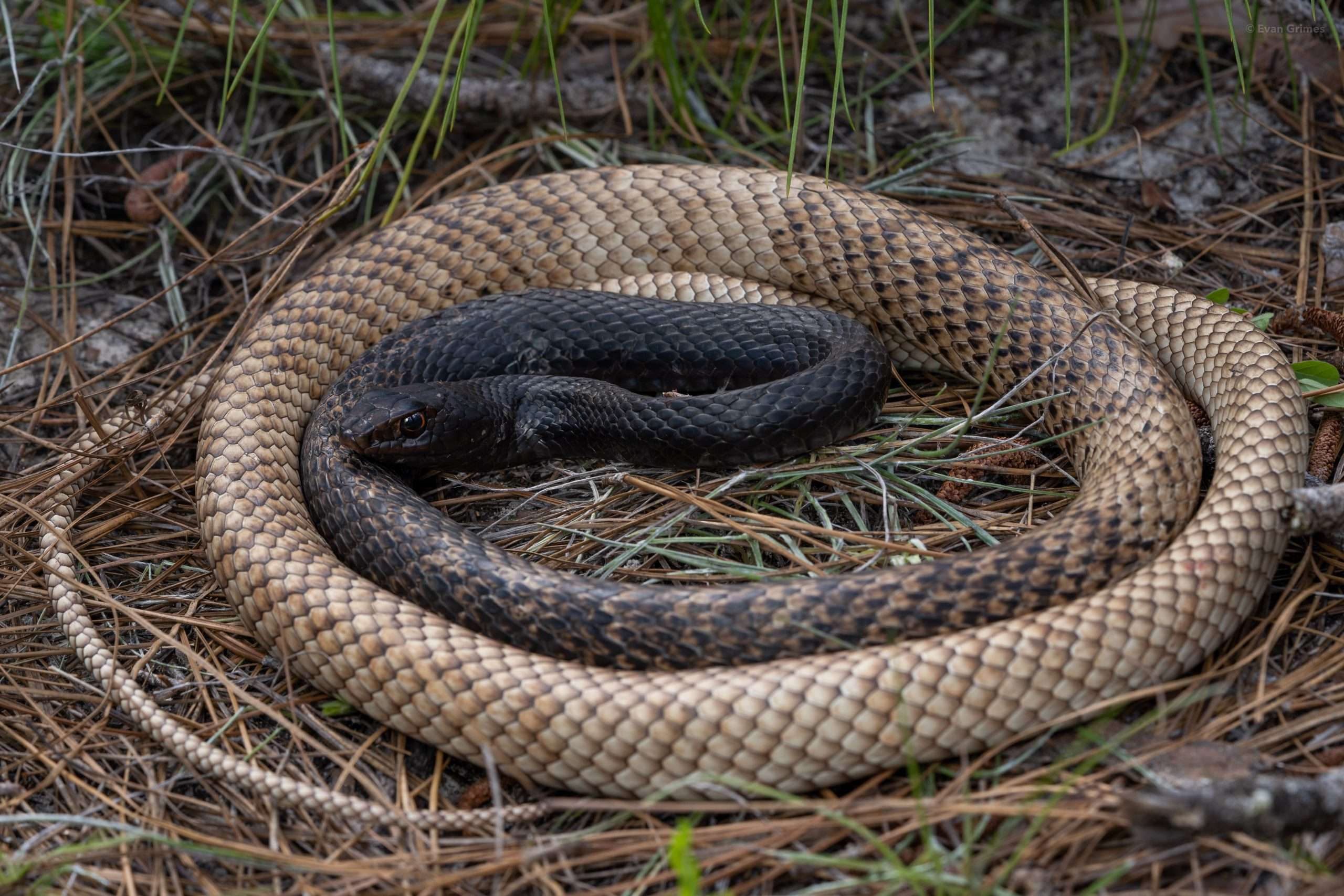 Coachwhip Snake