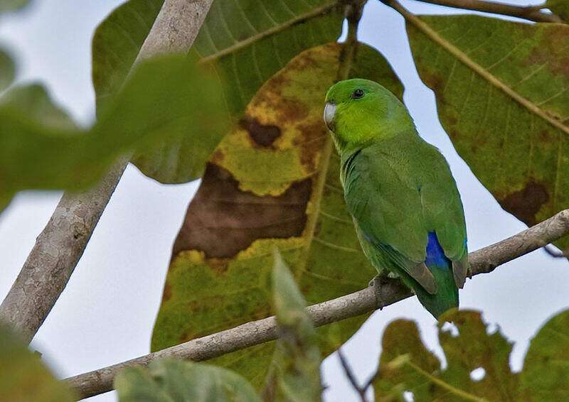 Cobalt-Rumped Parrotlet
