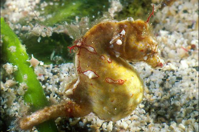 Coleman's Pygmy Seahorse