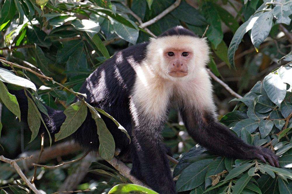 Colombian White-Faced Capuchin