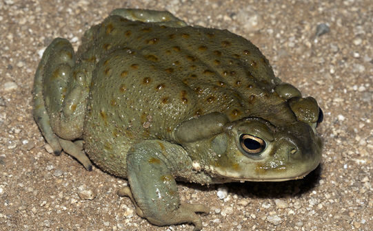 Colorado River Toad