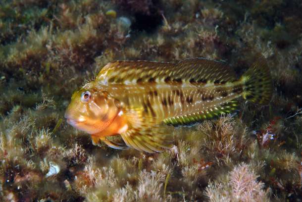 Combtooth Blenny Fish