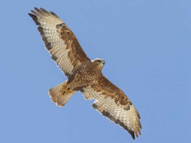 Common Buzzard