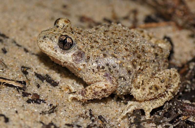 Common Midwife Toad