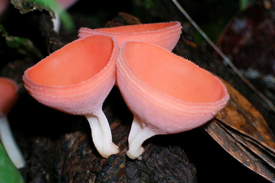 Cookeina sulcipes