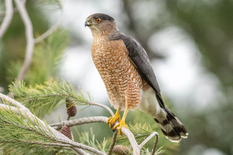 Cooper's Hawk