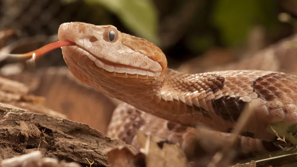 Copperhead Snake