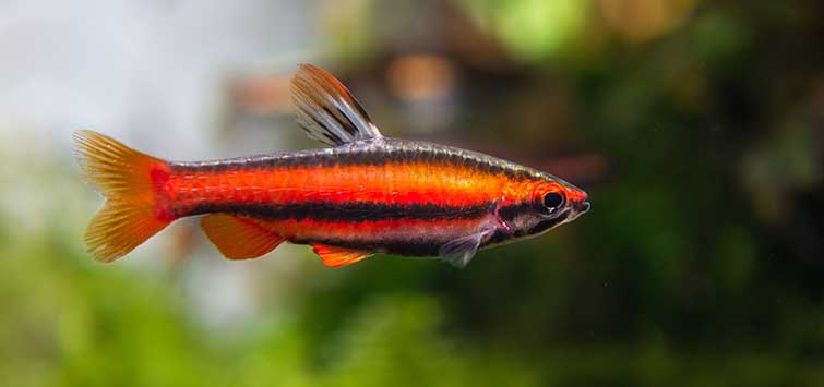Coral-Red Pencil Fish