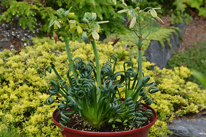 Corkscrew Albuca