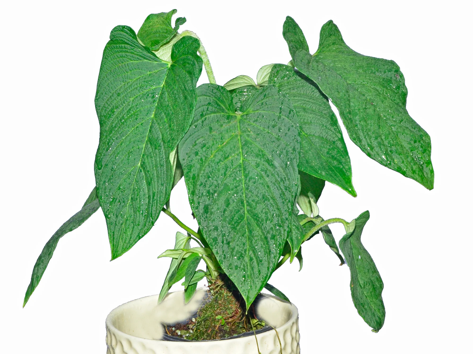 Corrugatum Plant