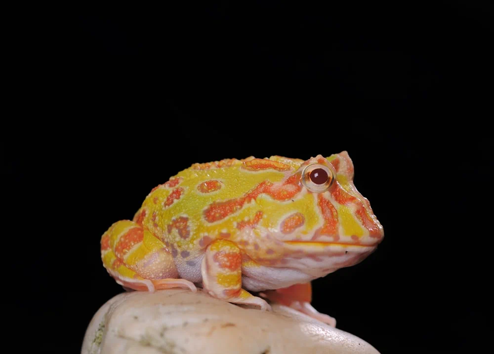 Cranwell's Horned Frog