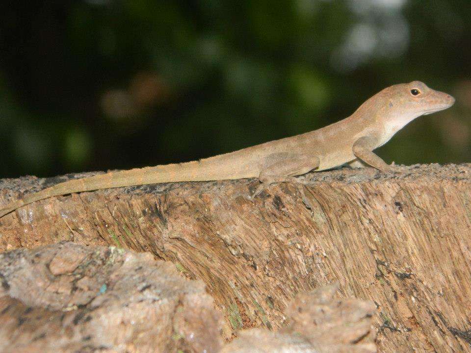 Crested Anole