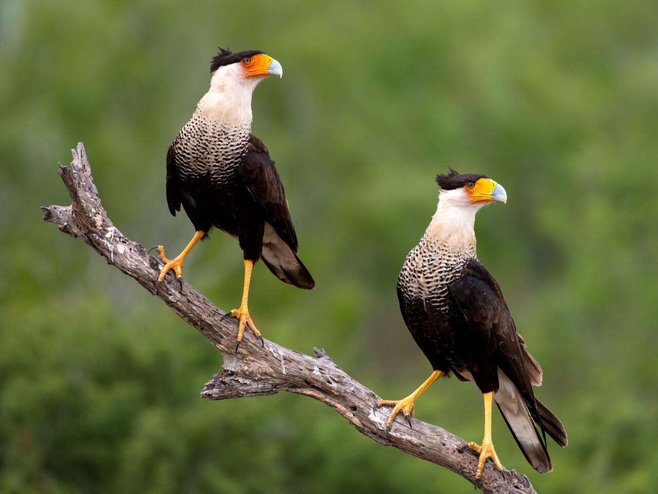 Crested Caracara