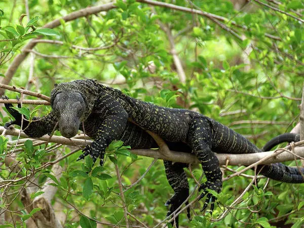 Crocodile Monitor
