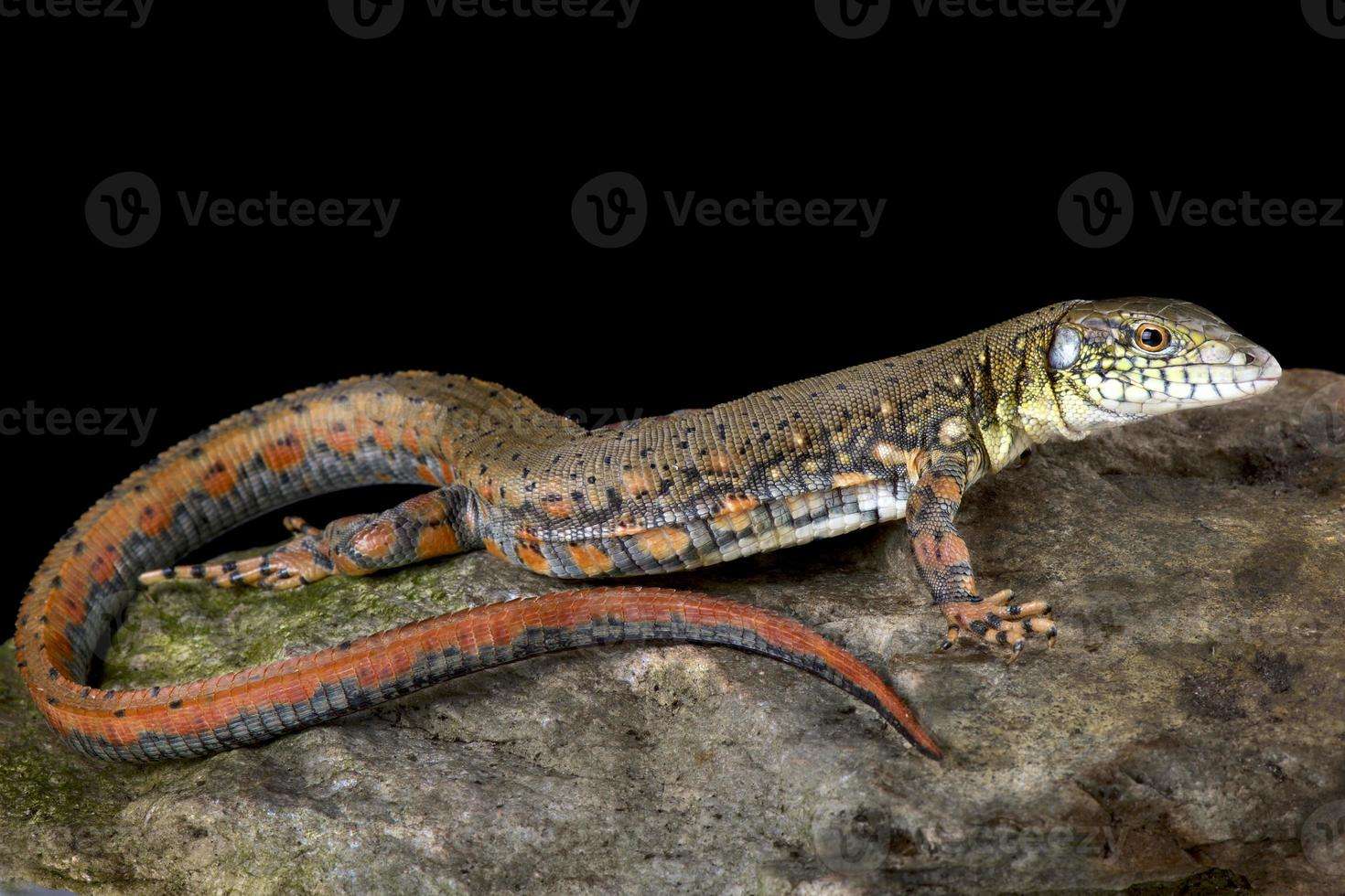 Crocodilurus Tegu