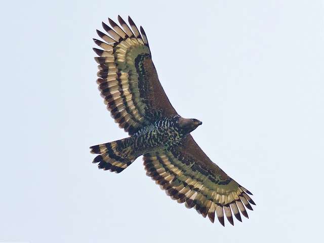 Crowned Eagle