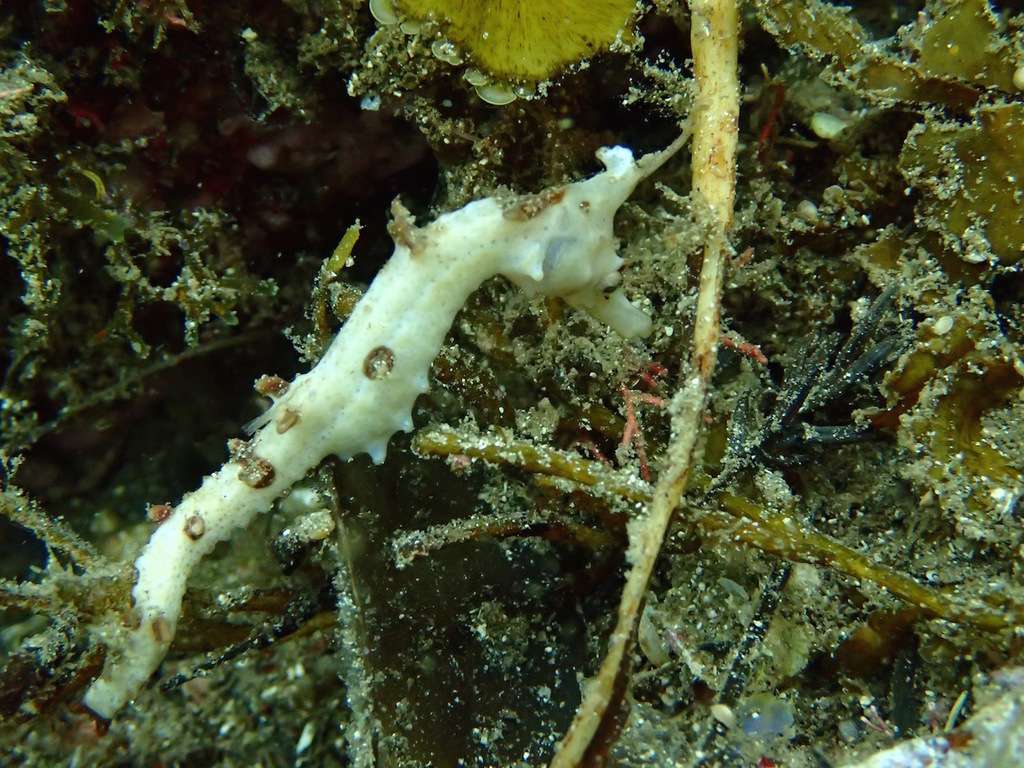 Crowned Seahorse