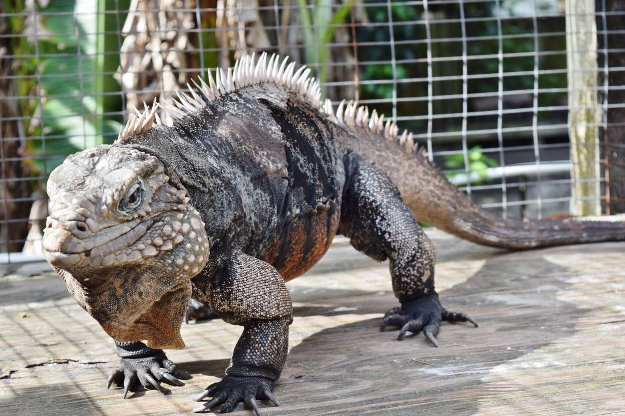 Cuban Rock Iguana