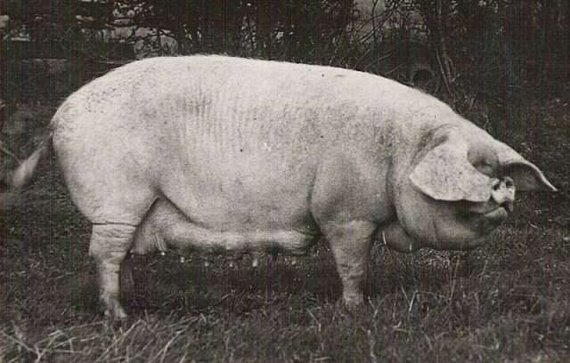 Cumberland Pig
