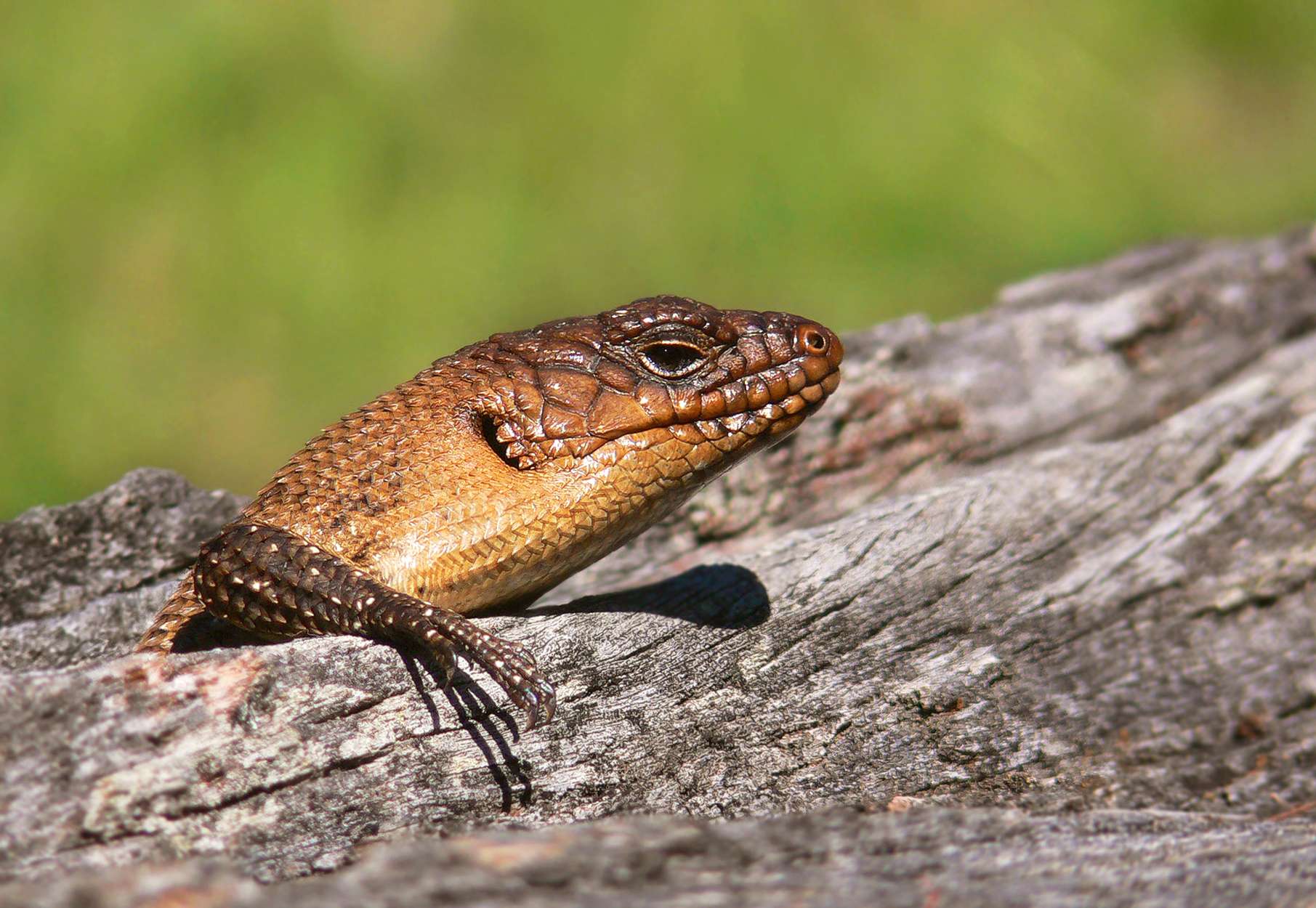 Cunningham's Spiny Tailed Skink