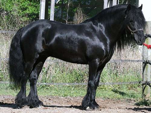 Dale Pony